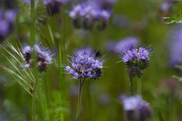 Blumenwiese mit Bienen Bienenweide