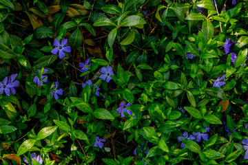 Periwinkle plant with green leaves and blue flowers after rain or dew.