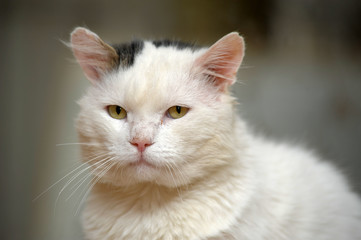 white and gray-stained sad cat