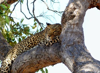 Fototapeta na wymiar Leopard sleep on a branch in Botswana