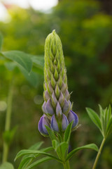 Purple and Green Lupine Bud Close-Up Macro with Wildflower Leaves in Background