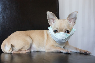 Mini chihuahua dog wearing medical mask, stop coronavirus