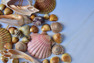 Background and texture light blue color with colorful natural sea shells, in different tints and tones of beige. Natural lighting.