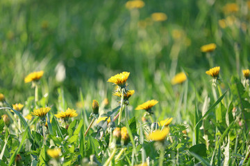 dandelions on a field in spring