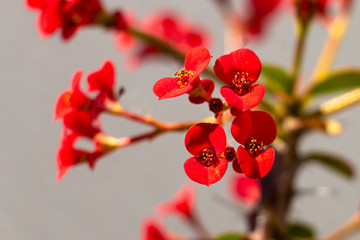 euphorbia