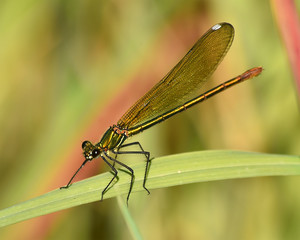 libelula