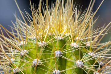 cactaceae