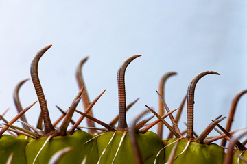 echinocactus