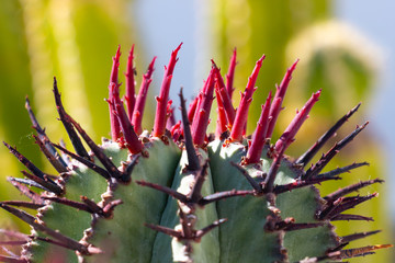 euphorbia horrida