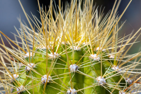 cactaceae