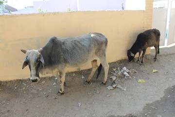 Cow Eating Trash and Plastic