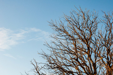 Tree details with deep blue sky in background