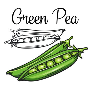 Green Pea Vector Drawing Icon