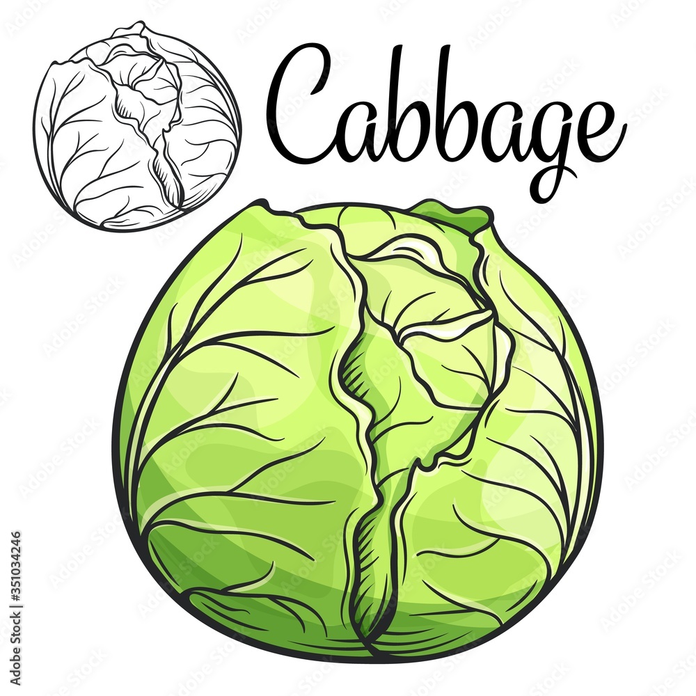 Poster cabbage vector drawing icon - Posters