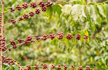 Red coffee beans in crop field
