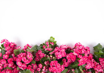 Midland hawthorn (Crataegus laevigata) branch with blossoms on a white background with text space