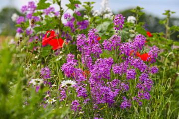 Obraz premium Blumenwiese mit Bienen Bienenweide