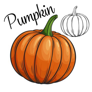 Pumpkin vector drawing icon