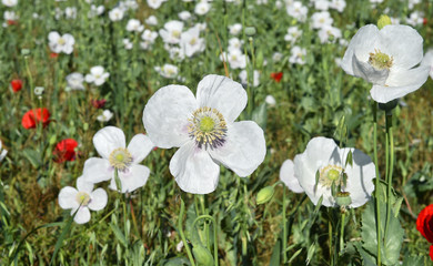 White poppies in the field with selective focus