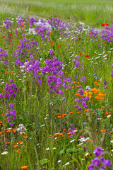 Blumenwiese mit Bienen Bienenweide