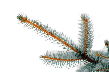 branch spruce closeup covered with snow. Evergreen tree in winter. Isolate. Isolated image on white background.