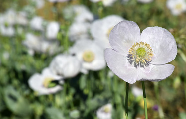 Obraz premium amapola blanca