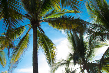 Fototapeta na wymiar coconut palm trees on blue sky