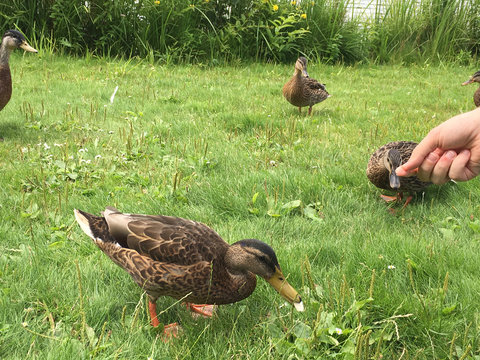 Cropped Hand Feeding Ducks On Grassy Field