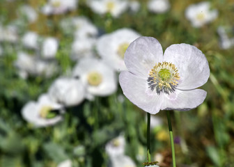 White poppies in the field with selective focus