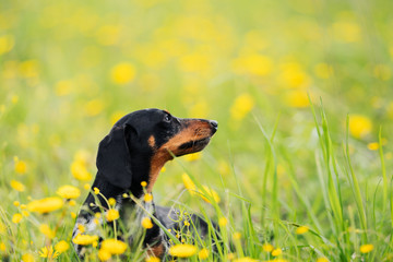 black marble dachshund on a walk in a field covered with dandelions in spring or summer. dog head peeks out of grass and looks away. copy space