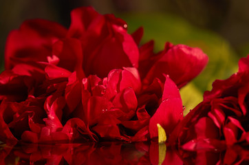 Big blooming, wet red peony with water drops. Flowers texture. Background and wallpaper