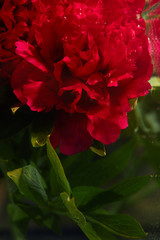 Big blooming, wet red peony with water drops. Flowers texture. Background and wallpaper