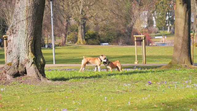 Two Boxer dogs playing and Boxing on green grass