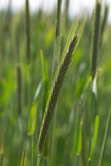 Detail of the young green Rye Spike
