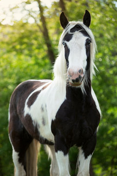 Beautiful black and white Irish cob with one blue eye portrait with green background 