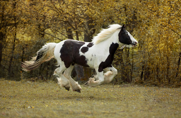 Fototapeta na wymiar black and white Irish cob stallion with blue eye gallops through meadow