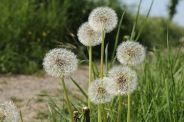 a group of six white round spent dandelion flowers closeup in the dutch countryside in springtime