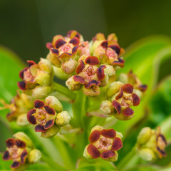Honey Spurge Blossom