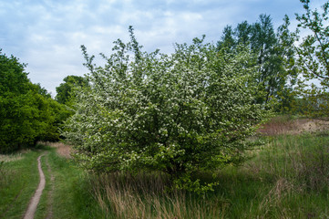 Crataegus monogyna, known as common or oneseed hawthorn