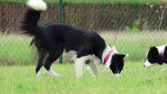 Border Collie and her puppy doing silly stuff in the grass while laying down. Black and white puppy is curious about what her mom is doing.
