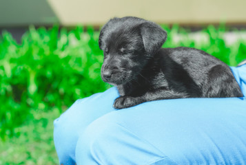 black puppy sleeps on the lap of a man in blue trousers