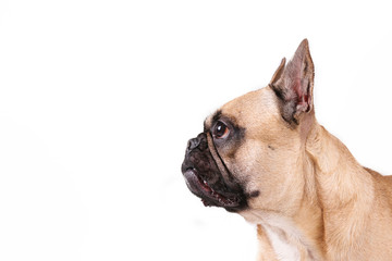 Purebred fawn french bulldog with black mask and white chest stain posing over isolated background. Studio shot of adorable small breed dog. Close up, copy space.