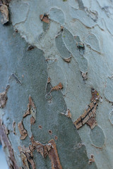 Tree bark, beautiful bark.  Wood texture. beautiful natural texture of bark wood.The Pattern Of Tree Bark. Background. Beautiful Texture