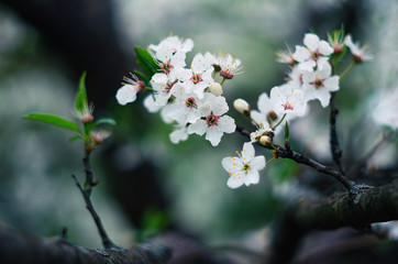 White tree blossom in gloomy weather. Concept of spring. Blurred background. Blooming branch. Cherry bloom in the garden