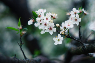White tree blossom in gloomy weather. Concept of spring. Blurred background. Blooming branch....
