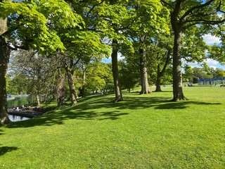 Large trees on a sloping meadow with flowers and a lake in the background, with distant figures, on a late spring day in, Lister Park, Bradford, Yorkshire, England