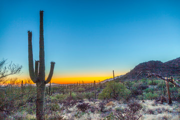 cactus with golden sunset and blue sky