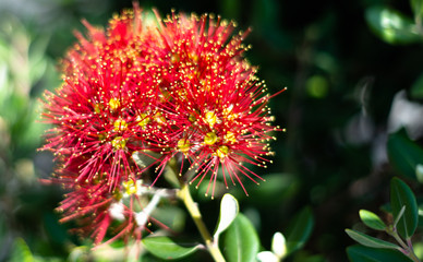 red and yellow flower