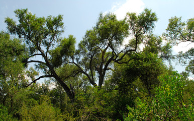 Flora Santiago del Estero