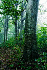 霧がかかる雨に濡れたブナ林